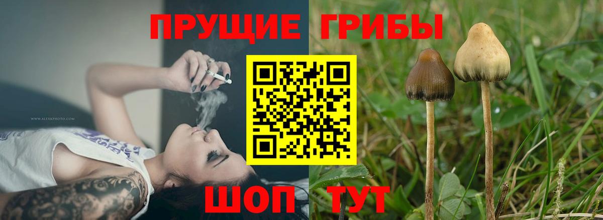 Карпинск  Галлюциногенные грибы мухоморы  Вход с VPN 